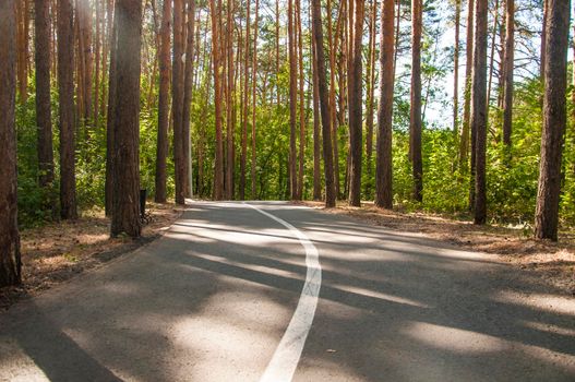 Bicycle and running path in the summer forest. White road markings on pavement.  