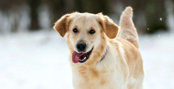 Golden retriever dog in wintertime