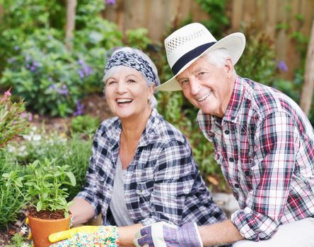 Gardening is our new hobby. A happy senior couple busy gardening in their back yard.