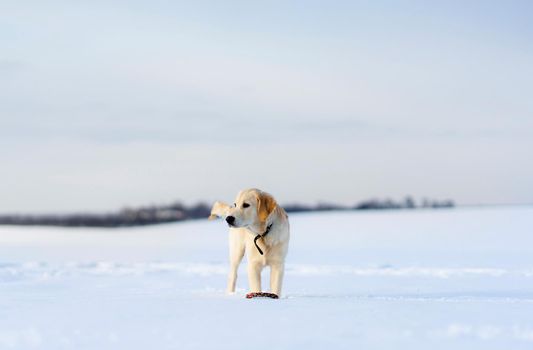 Dog during winter walk