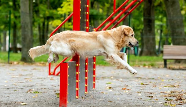 Golden retriever dog exercising