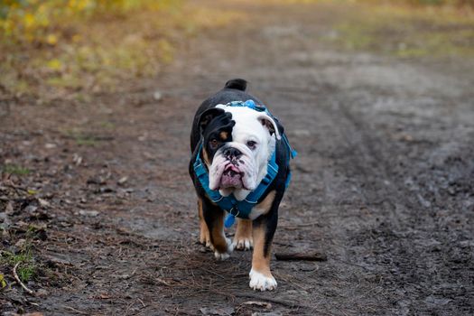 Black tri-color english british bulldog in blue harness walking on on a muddy road in the woods on autumn day
