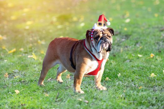 portrait of Red English  British Bulldog in a christmas hat out for a walk