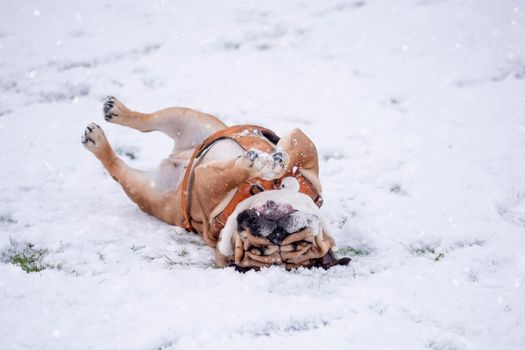Funny Red English British Bulldog in orange harness out for a walk  lying on the snow on a winter day
