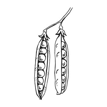 Pea pod sketch. Hand drawn illustration converted to vector. Organic food illustration isolated.