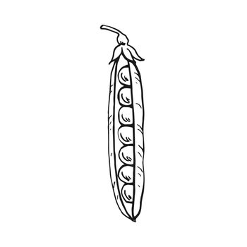 Pea pod sketch. Hand drawn illustration converted to vector. Organic food illustration isolated.