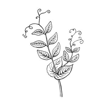 Leaf pea pod sketch. Hand drawn illustration converted to vector. Organic food illustration isolated.