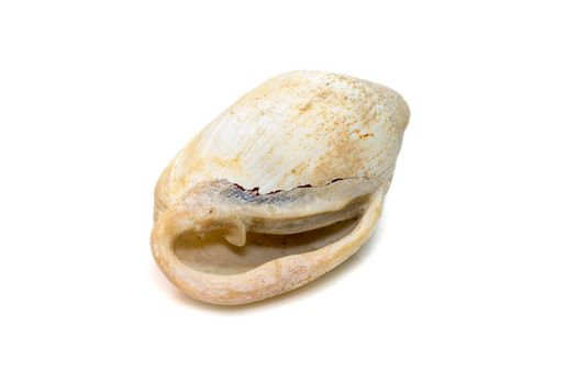 Image of very old white phalium granulatum sea shell isolated on white background. Undersea Animals. Sea Shells.