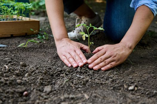 Close-up farmer hands planting to soil tomato seedling in the vegetable garden beds and tampering earth around the plant