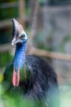 Southern cassowary, large black bird  native to the tropical forests.