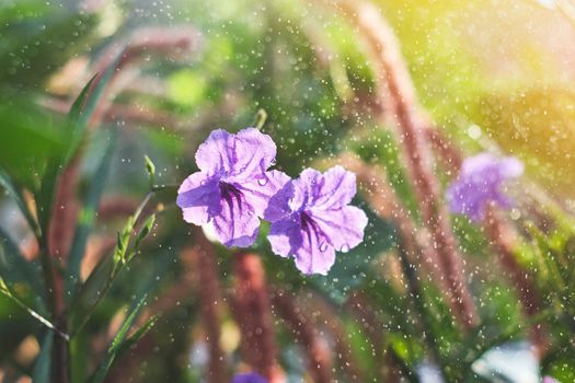 Mexican bluebell flowers in garden with a water droplets and morning sun