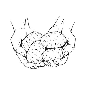 Hands holding potatoes. Hand drawn vector illustration. Farm market product, isolated vegetable.