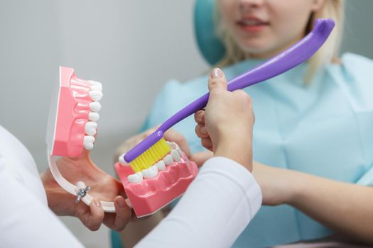 Cropped close up of jaw model in hands of dentist showing correct way of brushing teeth