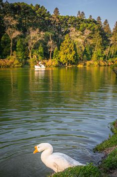 Lago Negro, Black Lake, and Swan Pedal Boats, Gramado, Rio Grande do Sul, Brazil