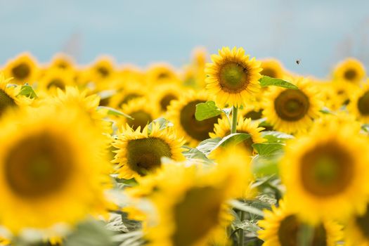 Wonderful panoramic view of field of sunflowers by summertime