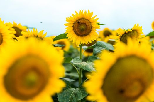 Standing out from the crowd concept. Wonderful panoramic view of field of sunflowers by summertime. One flower growing taller than the others.