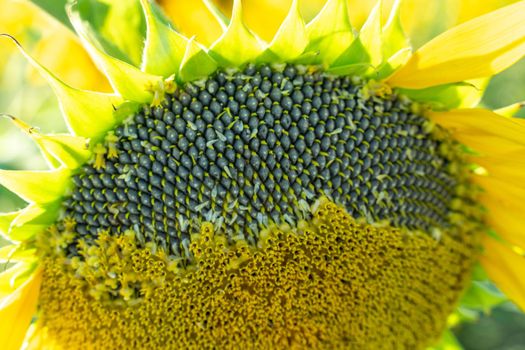 Ripe sunflower with black seeds close-up on the field.