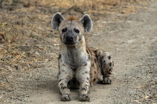 Wonderful closeup of spotted hyena in the savanna