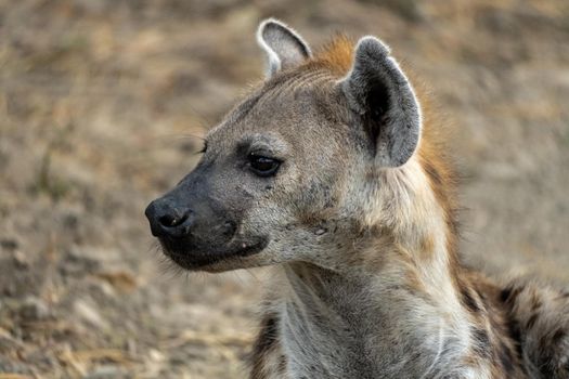 Wonderful closeup of spotted hyena in the savanna