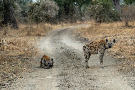 Wonderful closeup of spotted hyenas in the savanna