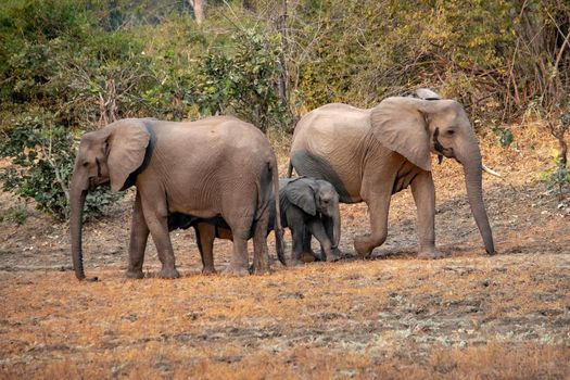 Amazing close up of a elephants family with cubs on the sandy banks of an African river