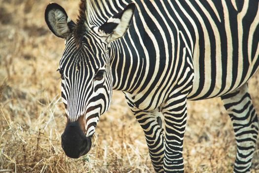 Close-up of a wonderful zebra eating in the savanna