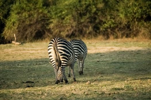 Close-up of a group of zebras eating in the savanna