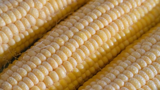 Corn close-up with water droplets