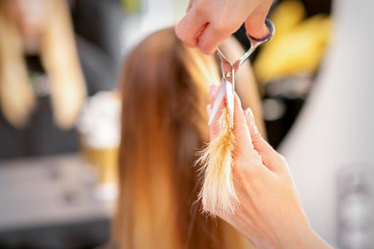 The hairdresser cuts the ends of female hair with scissors. Concept of beauty salon services. Cuts hair tips.