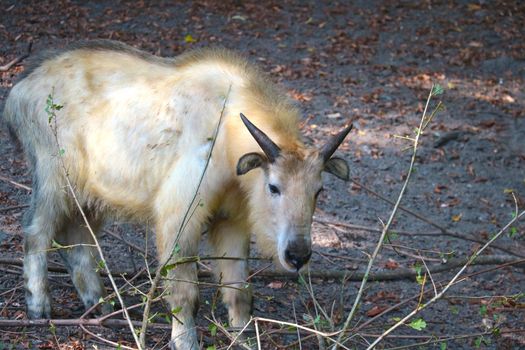 The golden takin is a critically endangered mountain goat antelope.