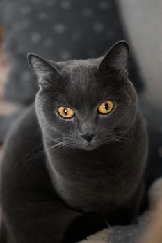 portrait of a British gray cat, close-up, space copy