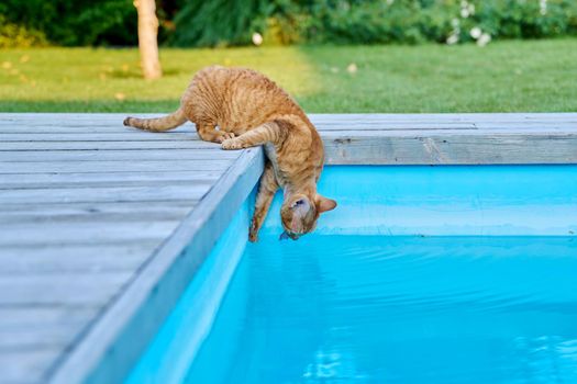 Domestic cat pet drinks water in outdoor pool in backyard