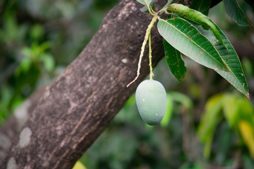 green unripe mangoes hanging on trees to the dense jungle showing this exotic sweet fruit that grows in India