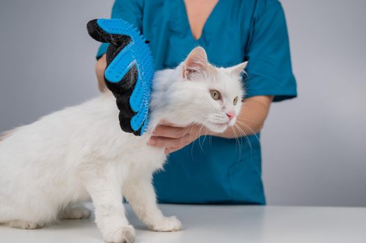 The veterinarian combs out a white fluffy cat with a special glove.