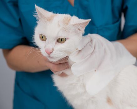 Veterinarian washing a fluffy white cat with a disposable wet glove. Pet hydrosol cleaning gloves.