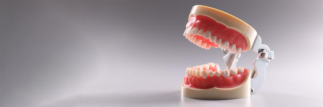 Artificial plastic model of human jaw on gray background closeup