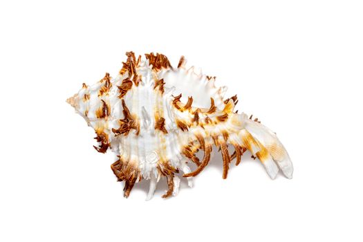 Image of chicoreus ramosus seashell common name the ramose murex or branched murex on a white background. Sea shells. Undersea Animals.