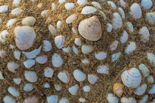 Sand hills decorated with shells