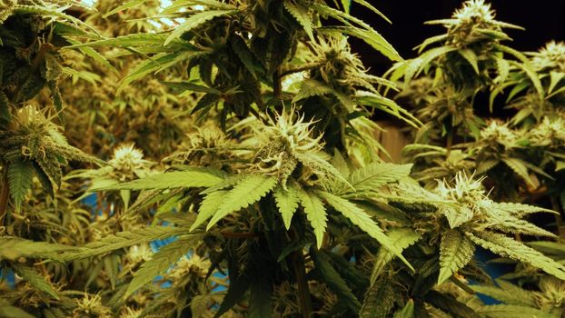 Cannabis plant in curative cannabis weed farm for medical cannabis product