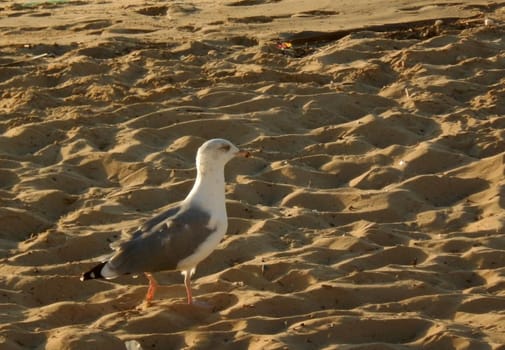 Seagull walking on the sand