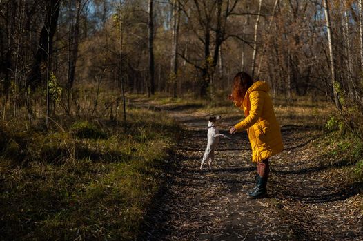 Caucasian woman walking with jack russell terrier dog in autumn forest.