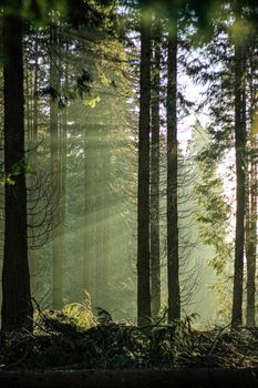 Dark forest with tall trees