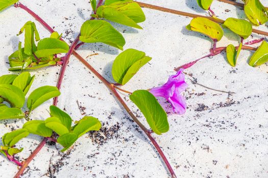 Pink purple morning glory Goats foot creeping beach flower Mexico.