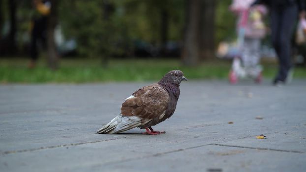 Lonely dirty pigeon on the road in the park looking at the camera