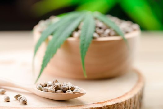 Legalized cannabis concept for medical and healthcare purpose shown by hemp seed