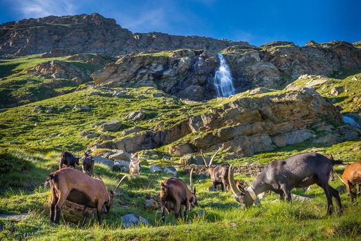 Ibex wild animal and mountain fauna, Gran Paradiso italian Alps, Italy