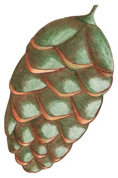 Christmas Pine Cone Drawn by Colored Pencil Isolated on White Background.