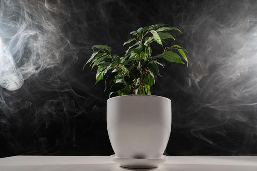Smoke on a ficus in a pot on a black background.