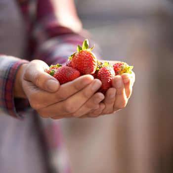 Fresh from the garden. a woman holding a handful of fresh strawberries.