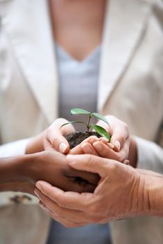 Growing the business together. a hands holding a budding plant.